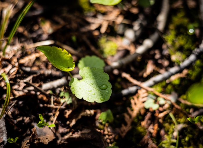 Small green shoot with dew.