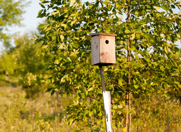 A birdhouse on Trent Lands